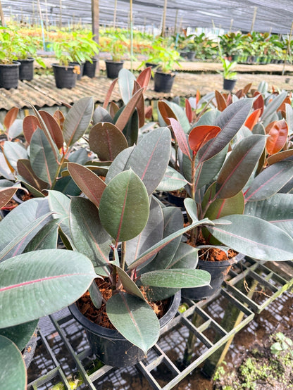 ต้นยางอินเดียดำ ขนาด 8 นิ้ว ฟอร์มกอ 3 ต้น - Indian Rubber Tree (Black Form) - Pamathegardener