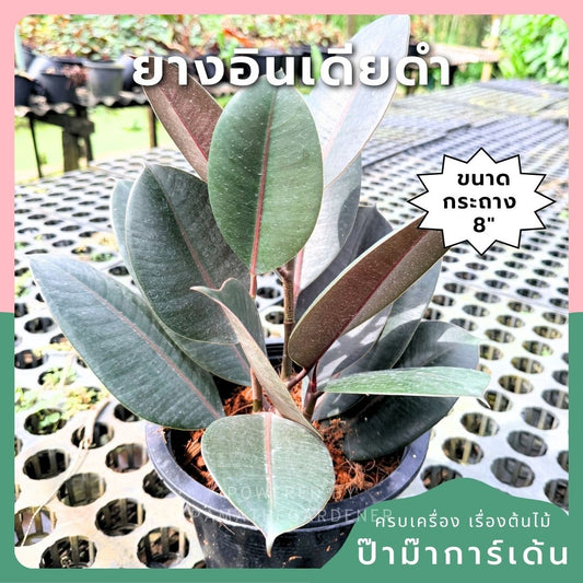 ต้นยางอินเดียดำ ขนาด 8 นิ้ว ฟอร์มกอ 3 ต้น - Indian Rubber Tree (Black Form) - Pamathegardener