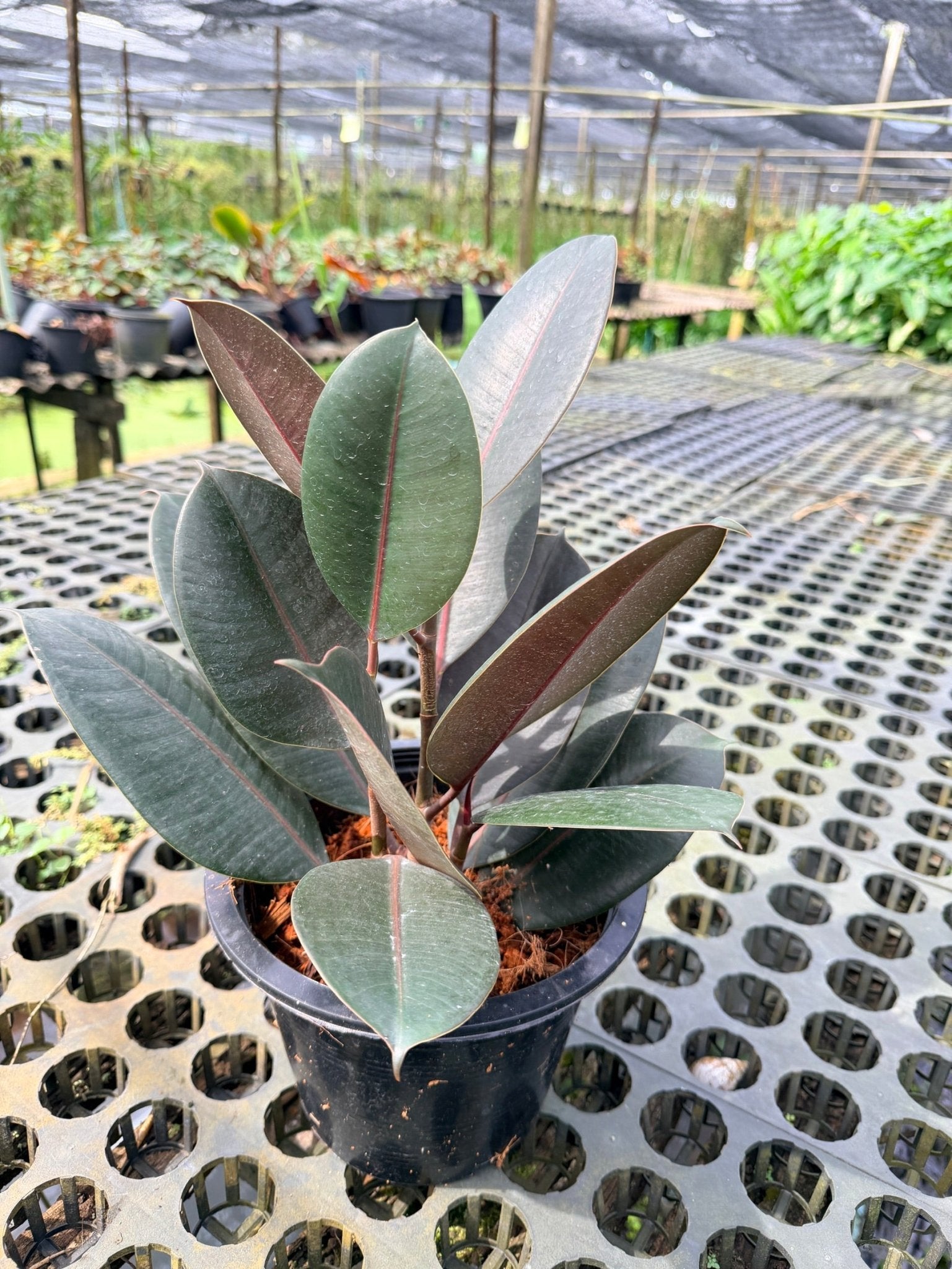ต้นยางอินเดียดำ ขนาด 8 นิ้ว ฟอร์มกอ 3 ต้น - Indian Rubber Tree (Black Form) - Pamathegardener