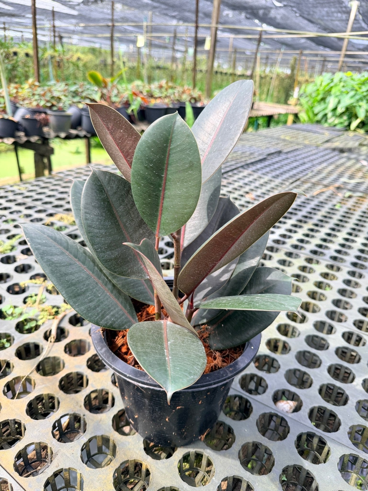 ต้นยางอินเดียดำ ขนาด 8 นิ้ว ฟอร์มกอ 3 ต้น - Indian Rubber Tree (Black Form) - Pamathegardener
