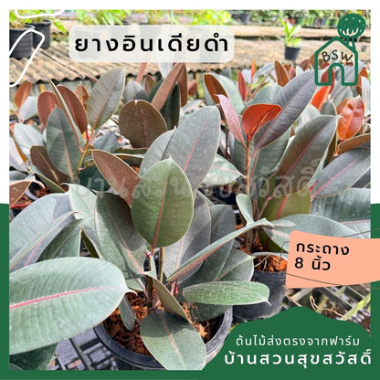 ต้นยางอินเดียดำ ขนาด 8 นิ้ว ฟอร์มกอ 3 ต้น - Indian Rubber Tree (Black Form) - Pamathegardener