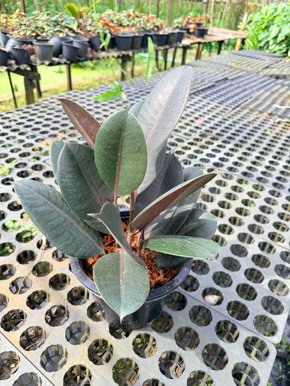 ต้นยางอินเดียดำ ขนาด 8 นิ้ว ฟอร์มกอ 3 ต้น - Indian Rubber Tree (Black Form) - Pamathegardener