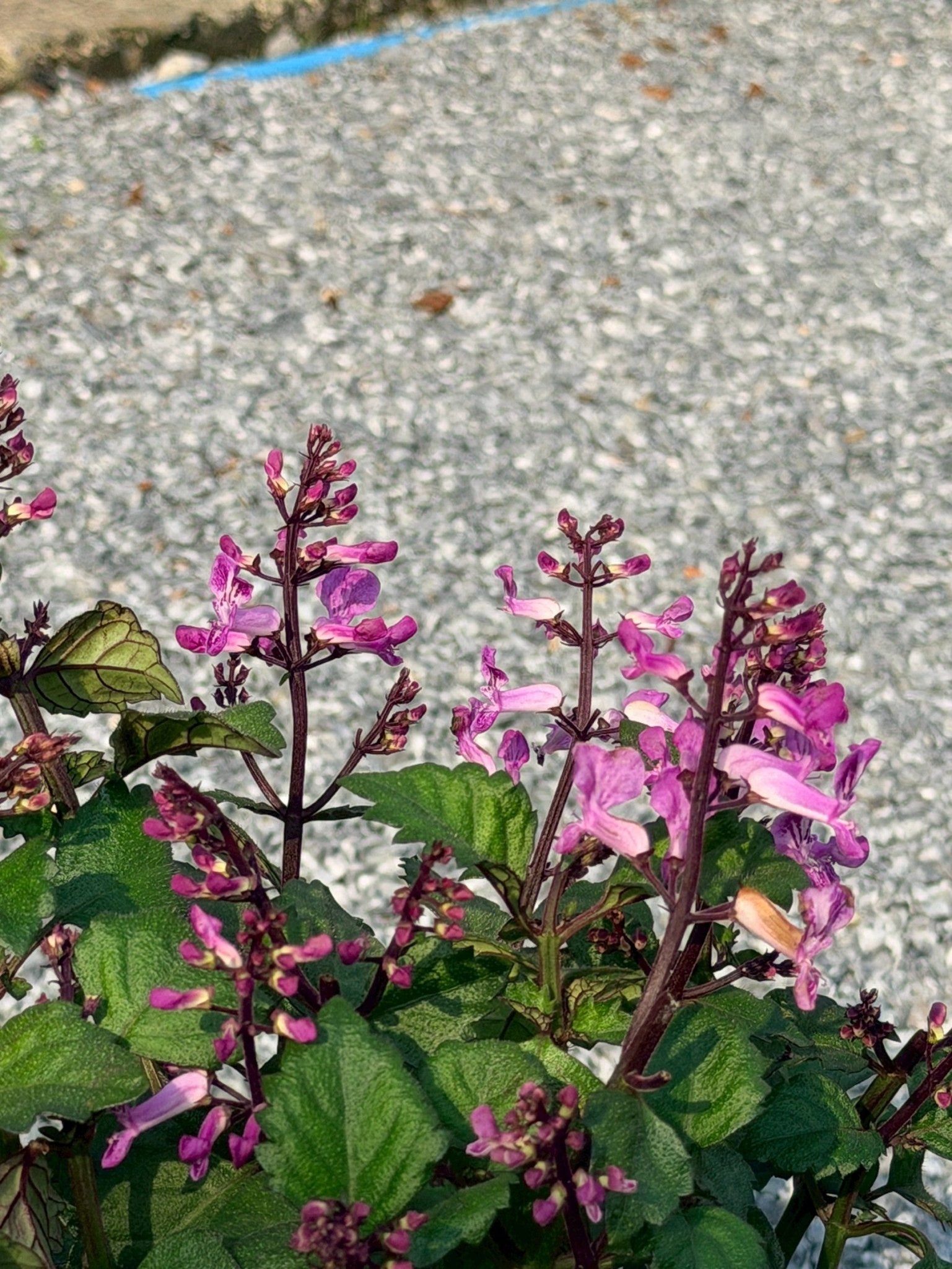 อาจูก้า ชมพู 8 นิ้ว (Ajuga Pink) - Pamathegardener