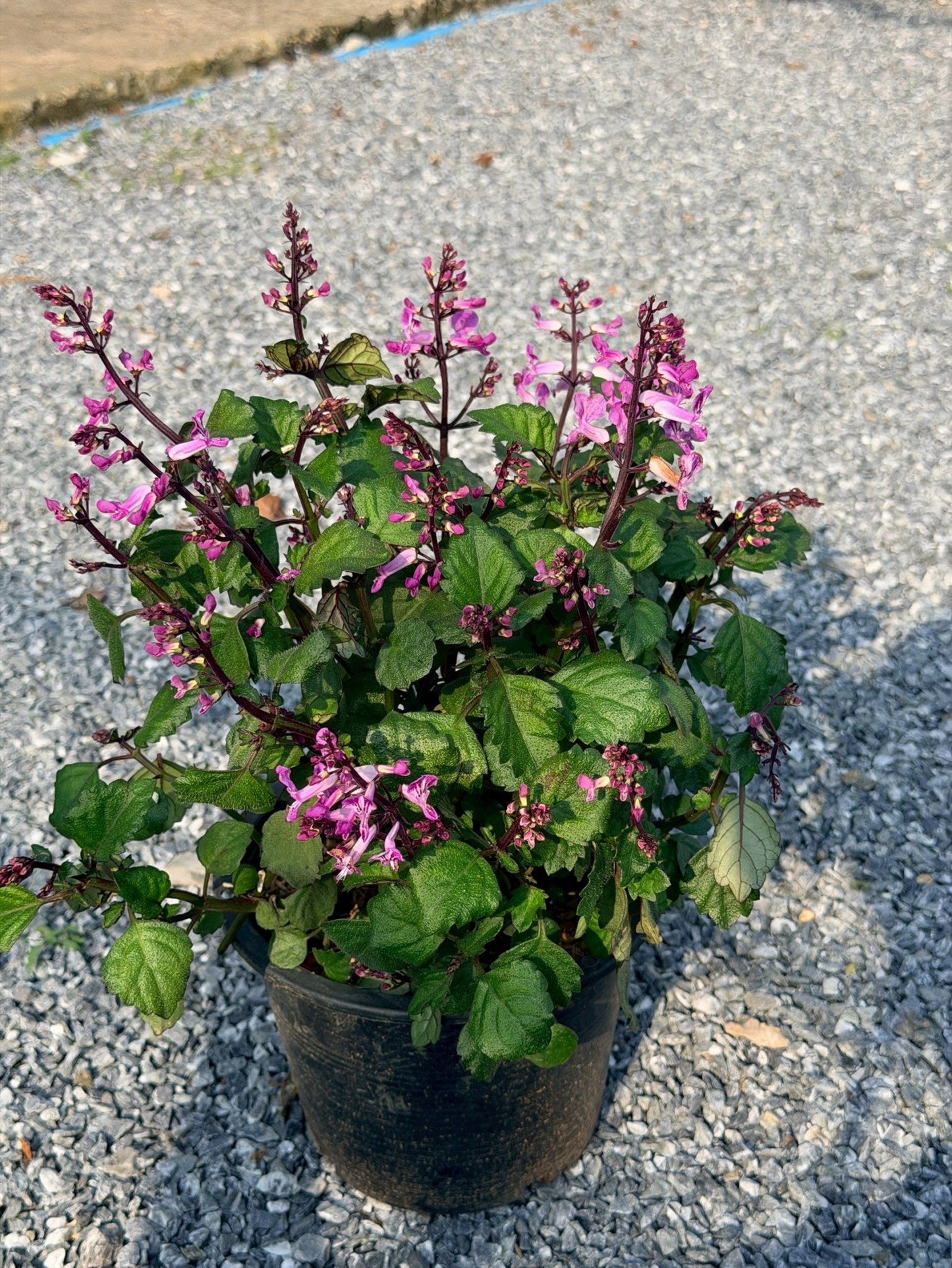 อาจูก้า ชมพู 8 นิ้ว (Ajuga Pink) - Pamathegardener