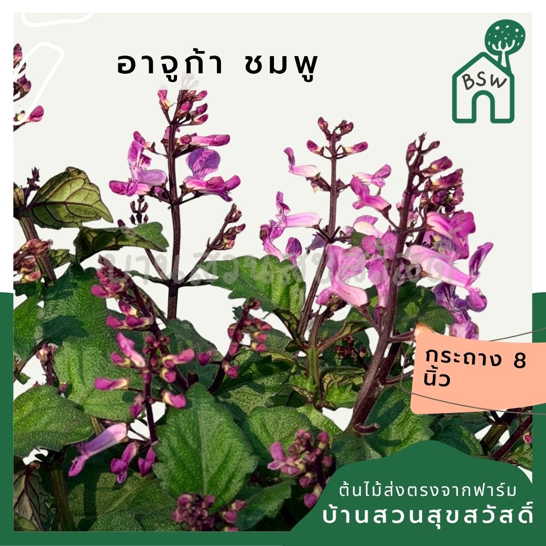 อาจูก้า ชมพู 8 นิ้ว (Ajuga Pink) - Pamathegardener