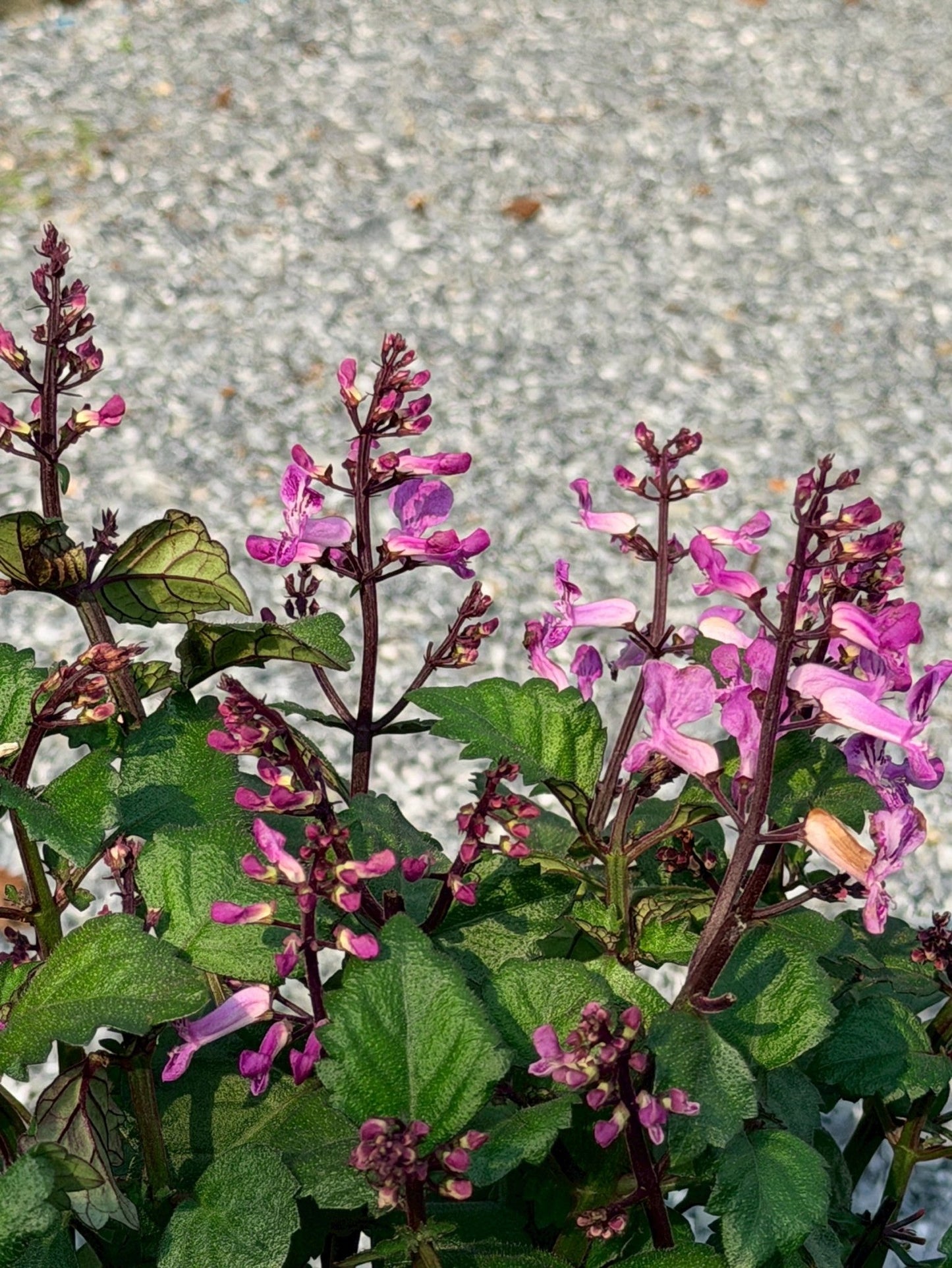 อาจูก้า ชมพู 8 นิ้ว (Ajuga Pink) - Pamathegardener