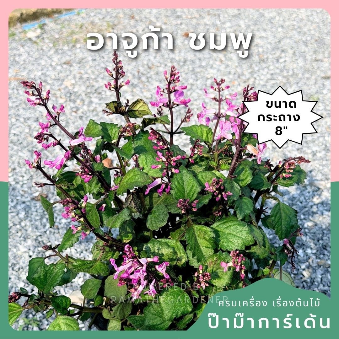 อาจูก้า ชมพู 8 นิ้ว (Ajuga Pink) - Pamathegardener