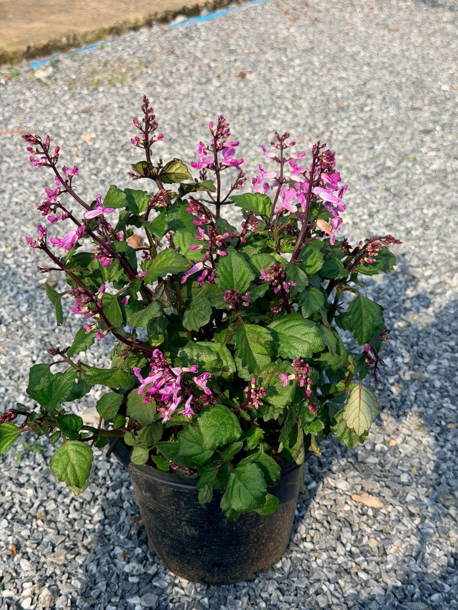 อาจูก้า ชมพู 8 นิ้ว (Ajuga Pink) - Pamathegardener