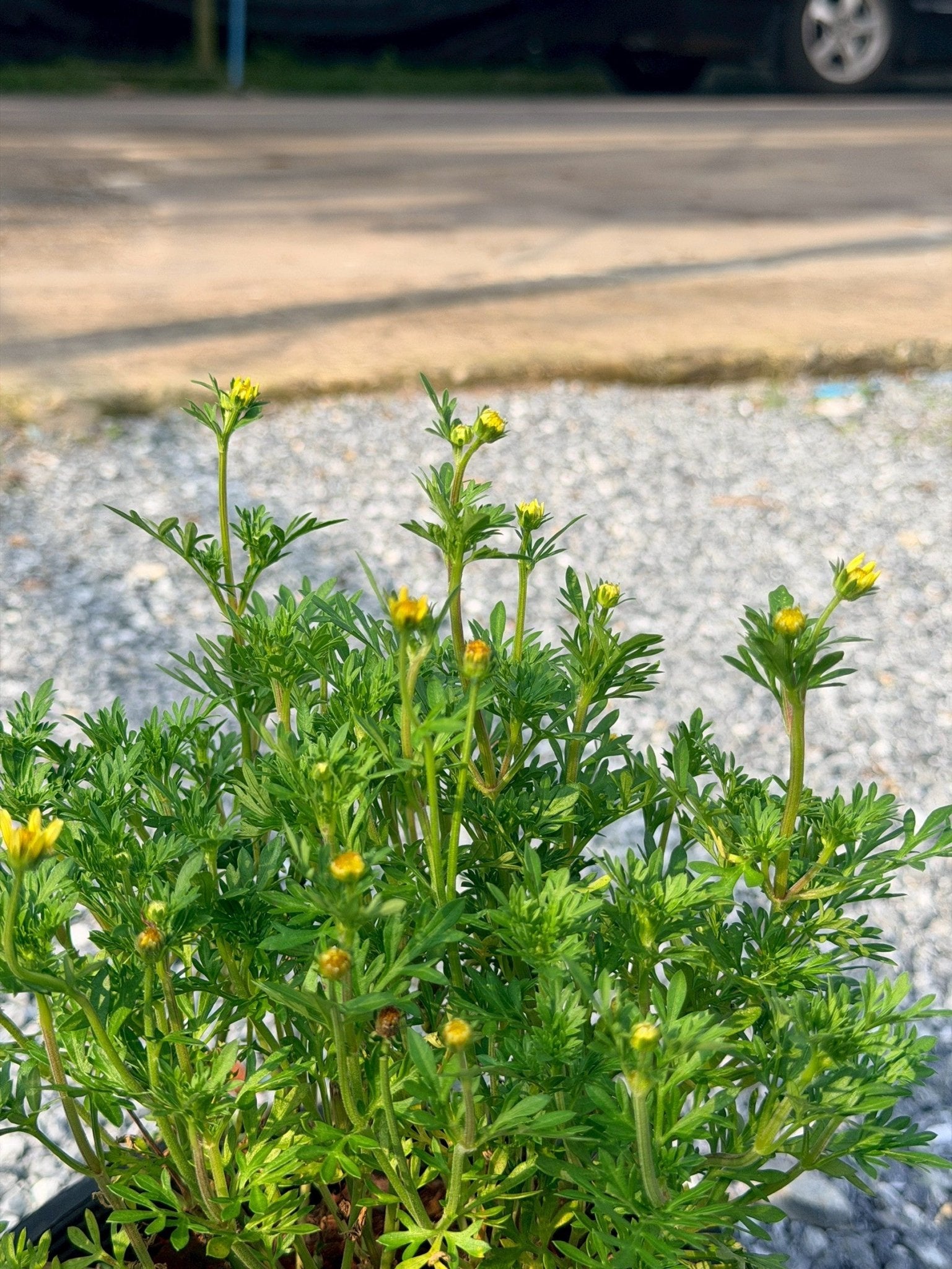 ไบเด้นเหลือง 8 นิ้ว (Bidens Yellow) - Pamathegardener