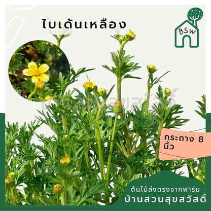 ไบเด้นเหลือง 8 นิ้ว (Bidens Yellow) - Pamathegardener