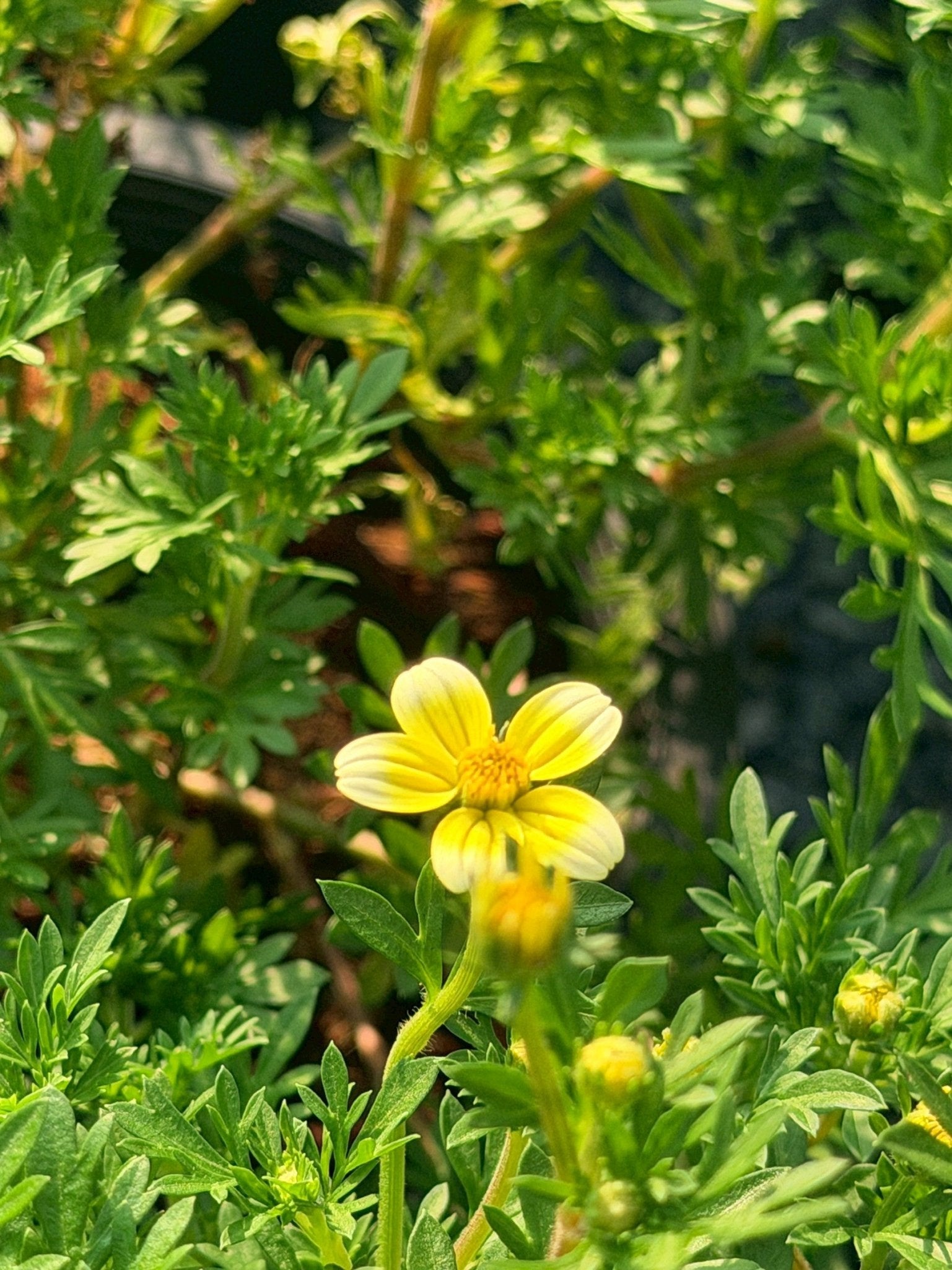 ไบเด้นเหลือง 8 นิ้ว (Bidens Yellow) - Pamathegardener