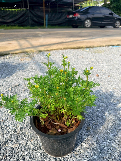 ไบเด้นเหลือง 8 นิ้ว (Bidens Yellow) - Pamathegardener