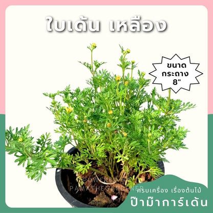 ไบเด้นเหลือง 8 นิ้ว (Bidens Yellow) - Pamathegardener