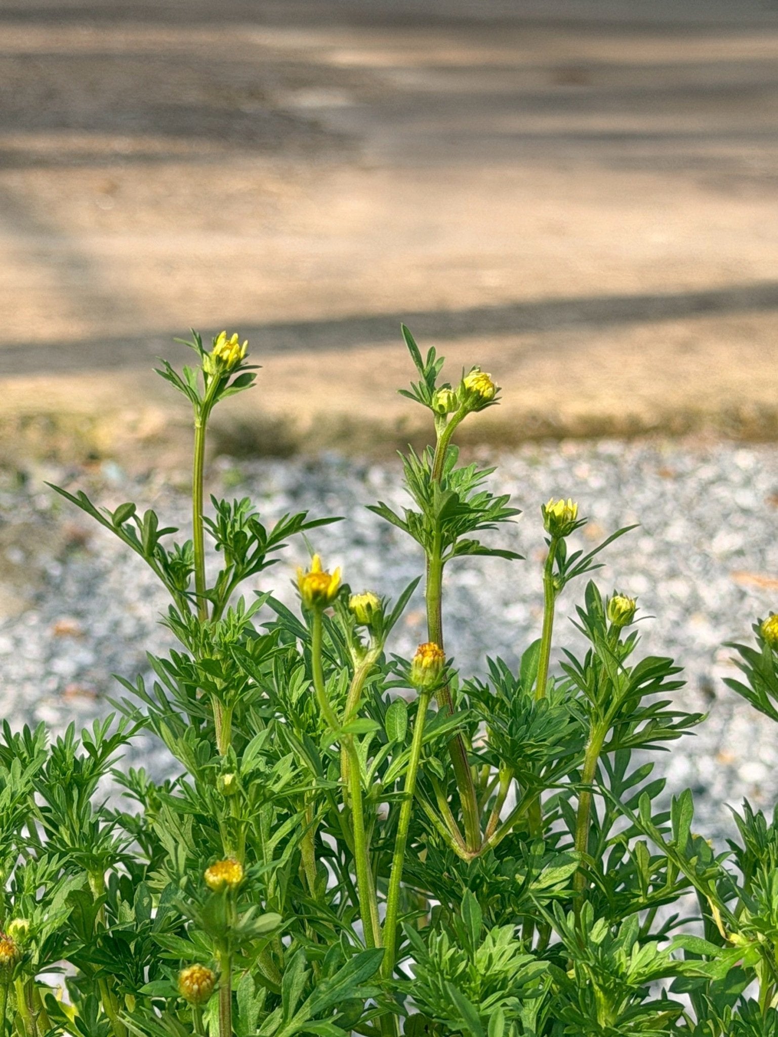 ไบเด้นเหลือง 8 นิ้ว (Bidens Yellow) - Pamathegardener