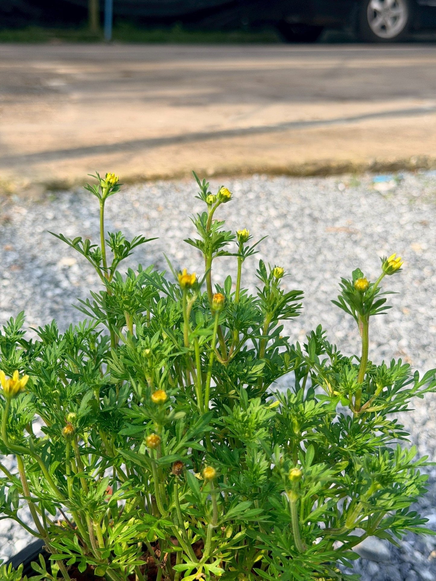 ไบเด้นเหลือง 8 นิ้ว (Bidens Yellow) - Pamathegardener