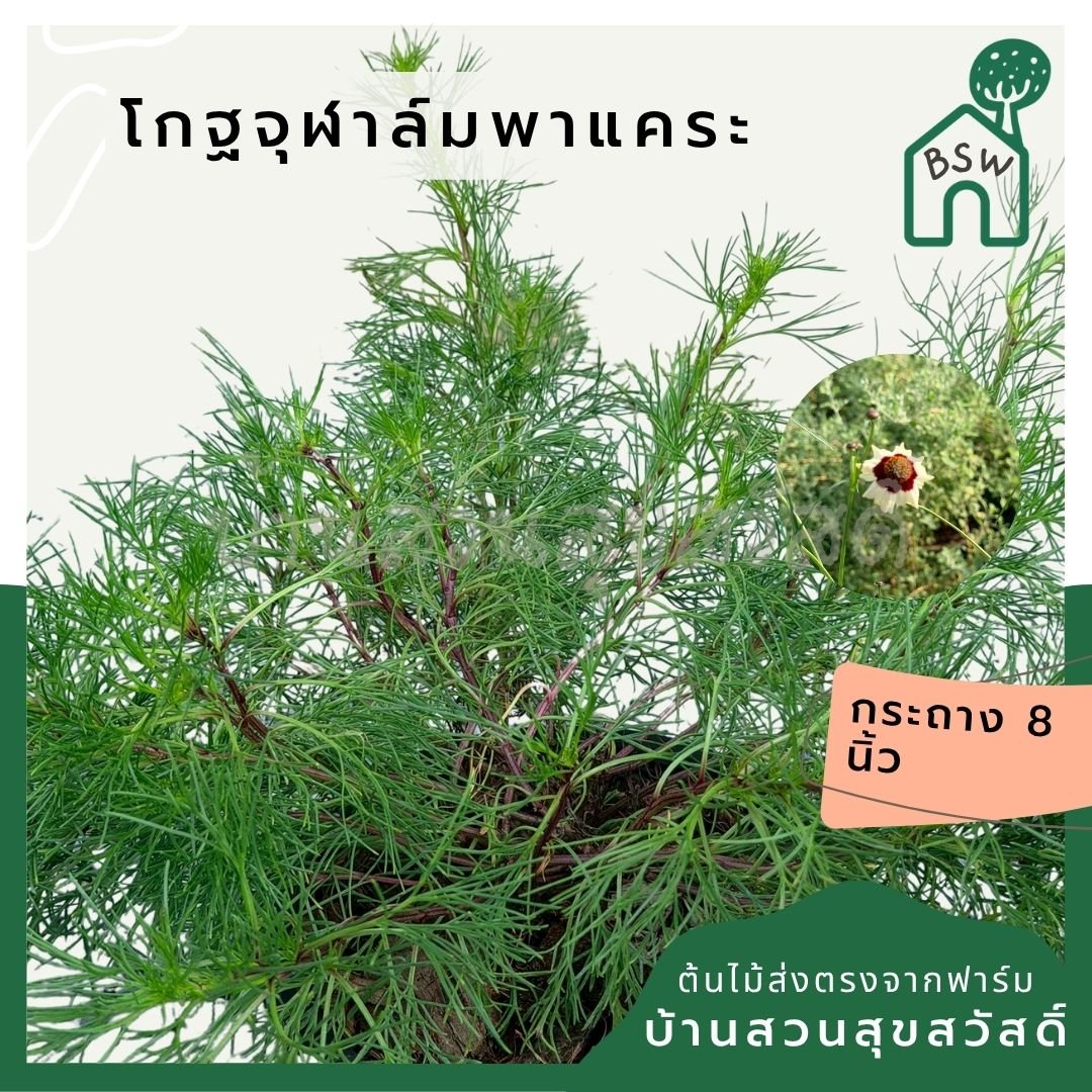 โกฐจุฬาล์มพาแคระ 8 นิ้ว (Coleus Dwarf / Painted Nettle) - Pamathegardener