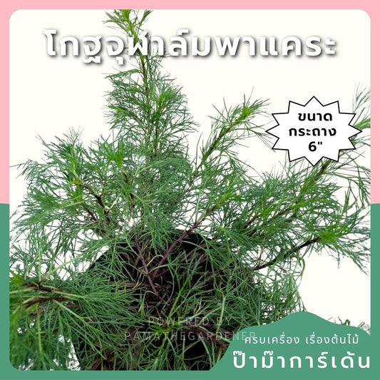 โกฐจุฬาล์มพาแคระ 8 นิ้ว (Coleus Dwarf / Painted Nettle) - Pamathegardener