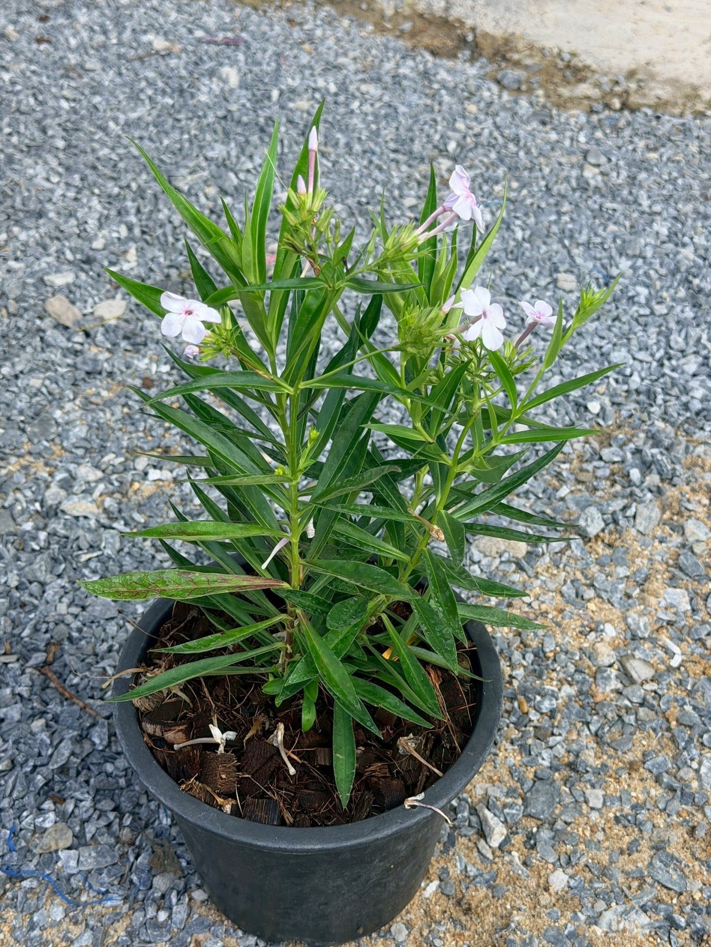 การ์เด้นฟ้อก 8 นิ้ว (Garden Phlox) - Pamathegardener