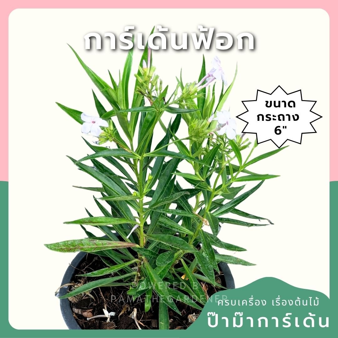 การ์เด้นฟ้อก 8 นิ้ว (Garden Phlox) - Pamathegardener