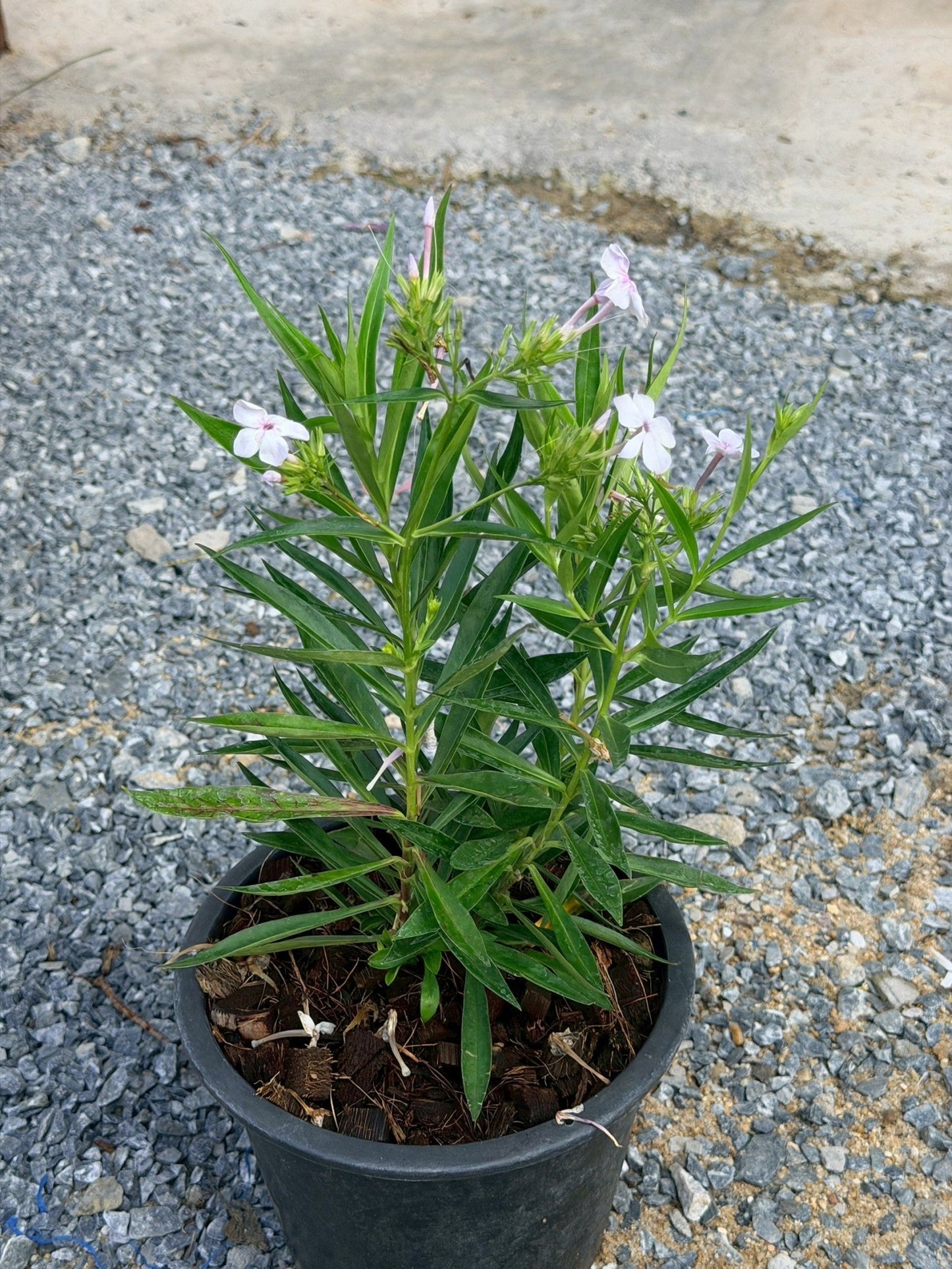 การ์เด้นฟ้อก 8 นิ้ว (Garden Phlox) - Pamathegardener