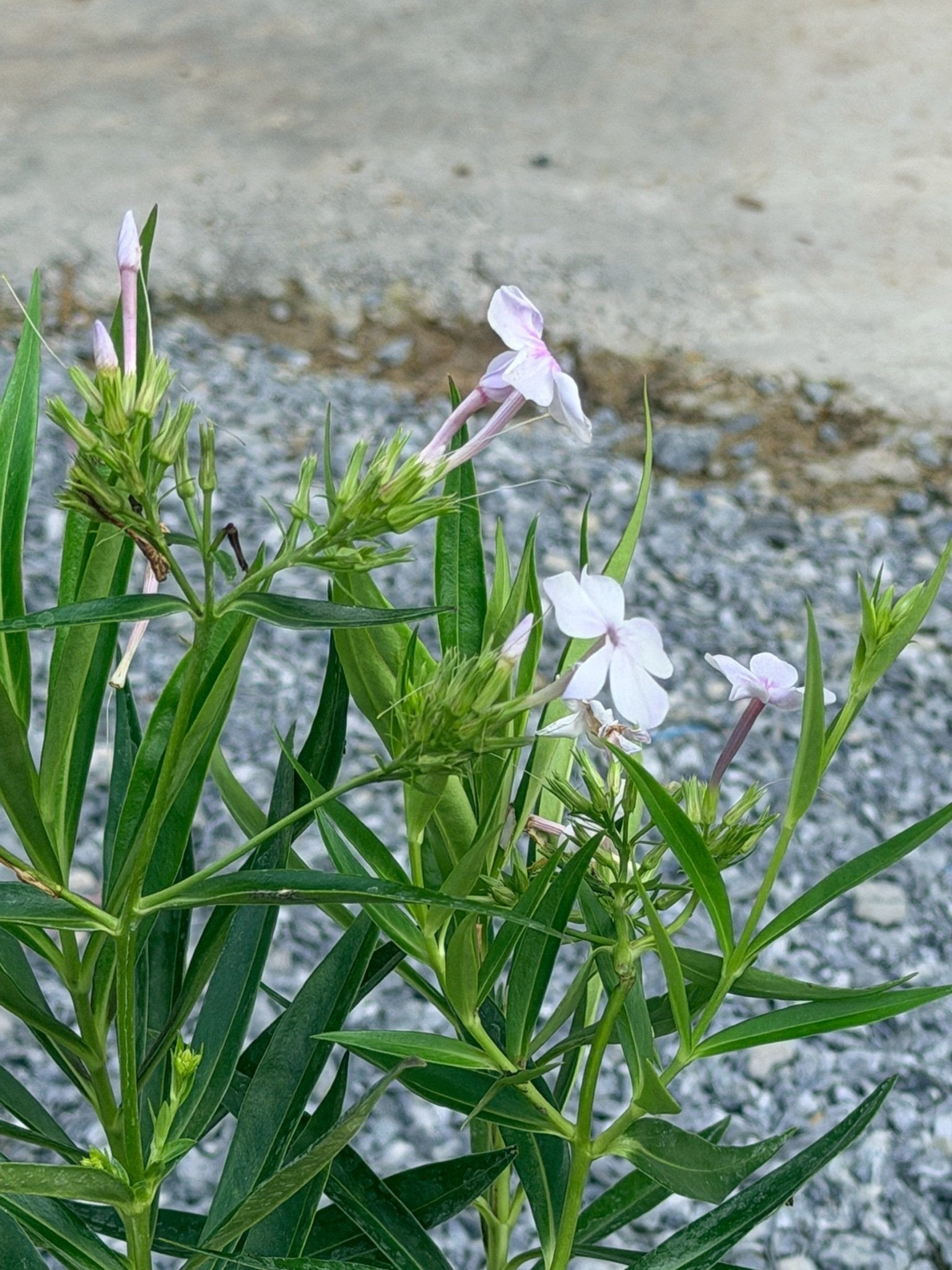 การ์เด้นฟ้อก 8 นิ้ว (Garden Phlox) - Pamathegardener