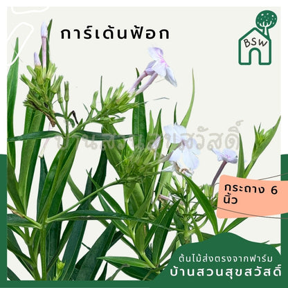 การ์เด้นฟ้อก 8 นิ้ว (Garden Phlox) - Pamathegardener