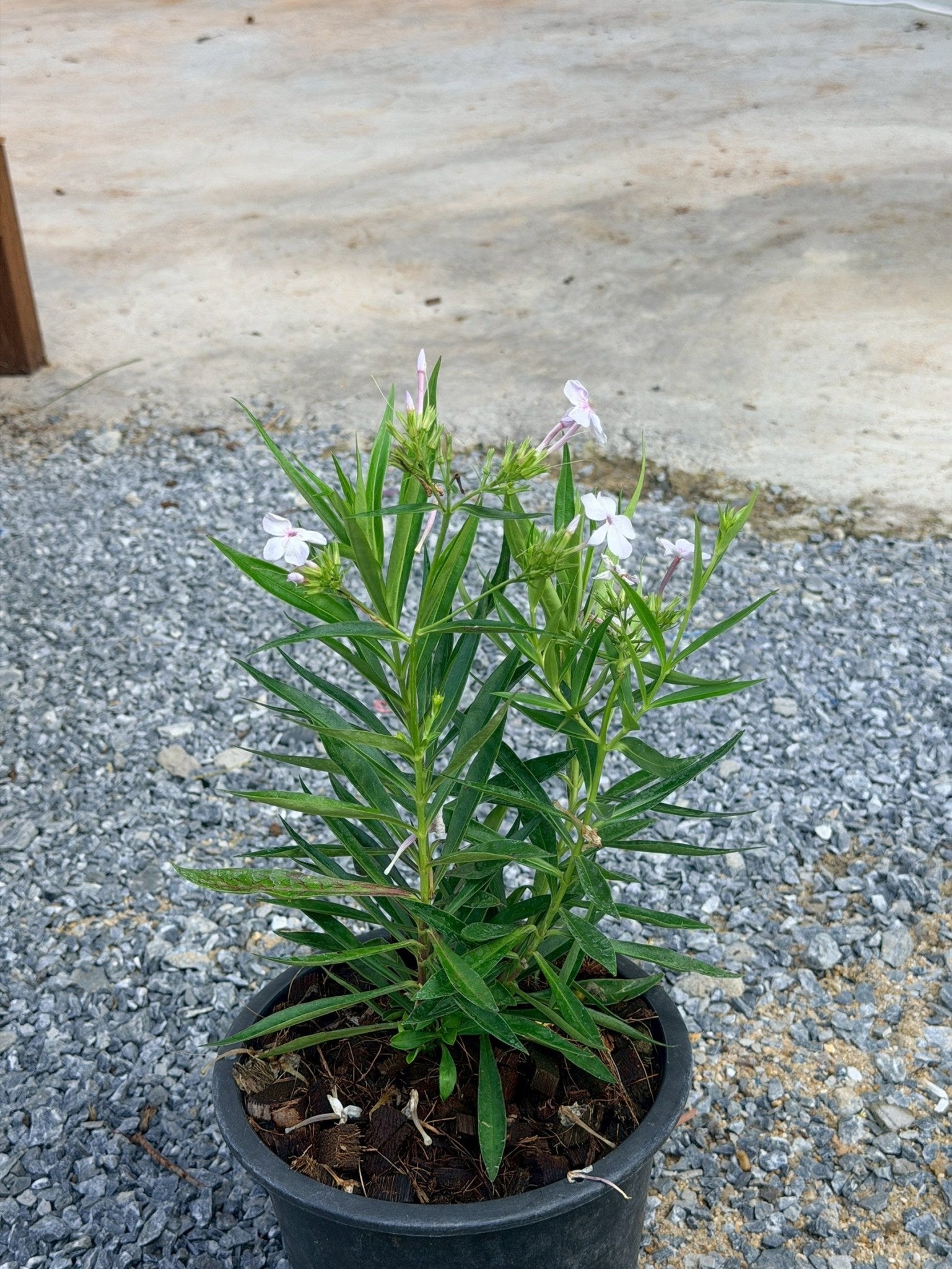 การ์เด้นฟ้อก 8 นิ้ว (Garden Phlox) - Pamathegardener