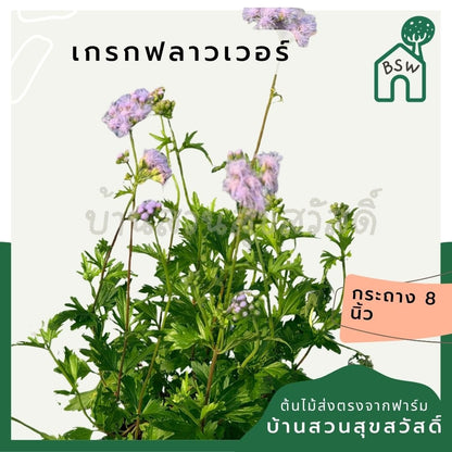 เกรกฟลาวเวอร์ 8 นิ้ว (Greg Flower / Gazania) - Pamathegardener