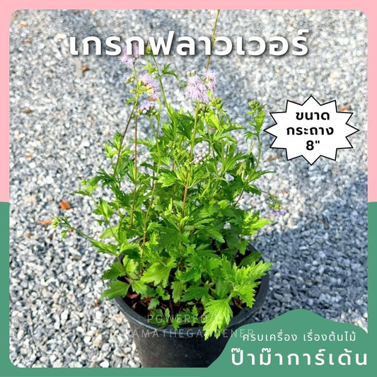 เกรกฟลาวเวอร์ 8 นิ้ว (Greg Flower / Gazania) - Pamathegardener