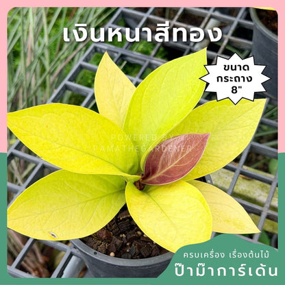 เศรษฐีเงินหนาสีทอง พร้อมกระถาง 8 นิ้ว - Pamathegardener