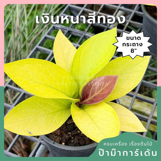 เศรษฐีเงินหนาสีทอง พร้อมกระถาง 8 นิ้ว - Pamathegardener
