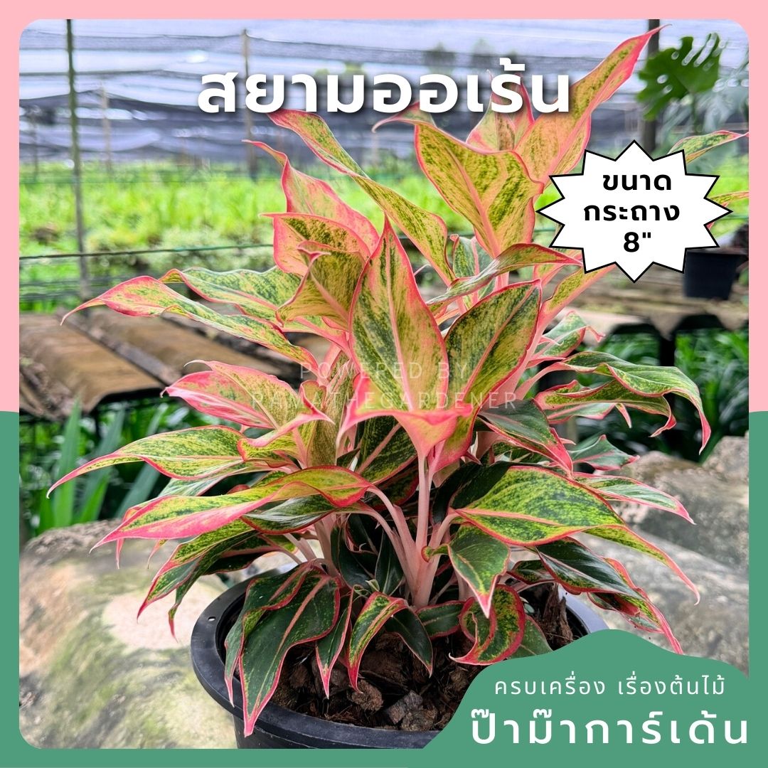 สยามออเร้น 8 นิ้วฟอร์มกอ อโกลนีม่า - Pamathegardener