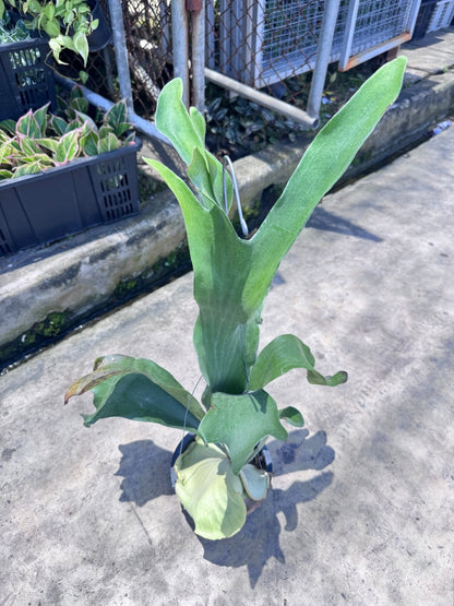 กระเช้าสีดา คัสตั้ม กระถาง 8 นิ้ว - Pamathegardener