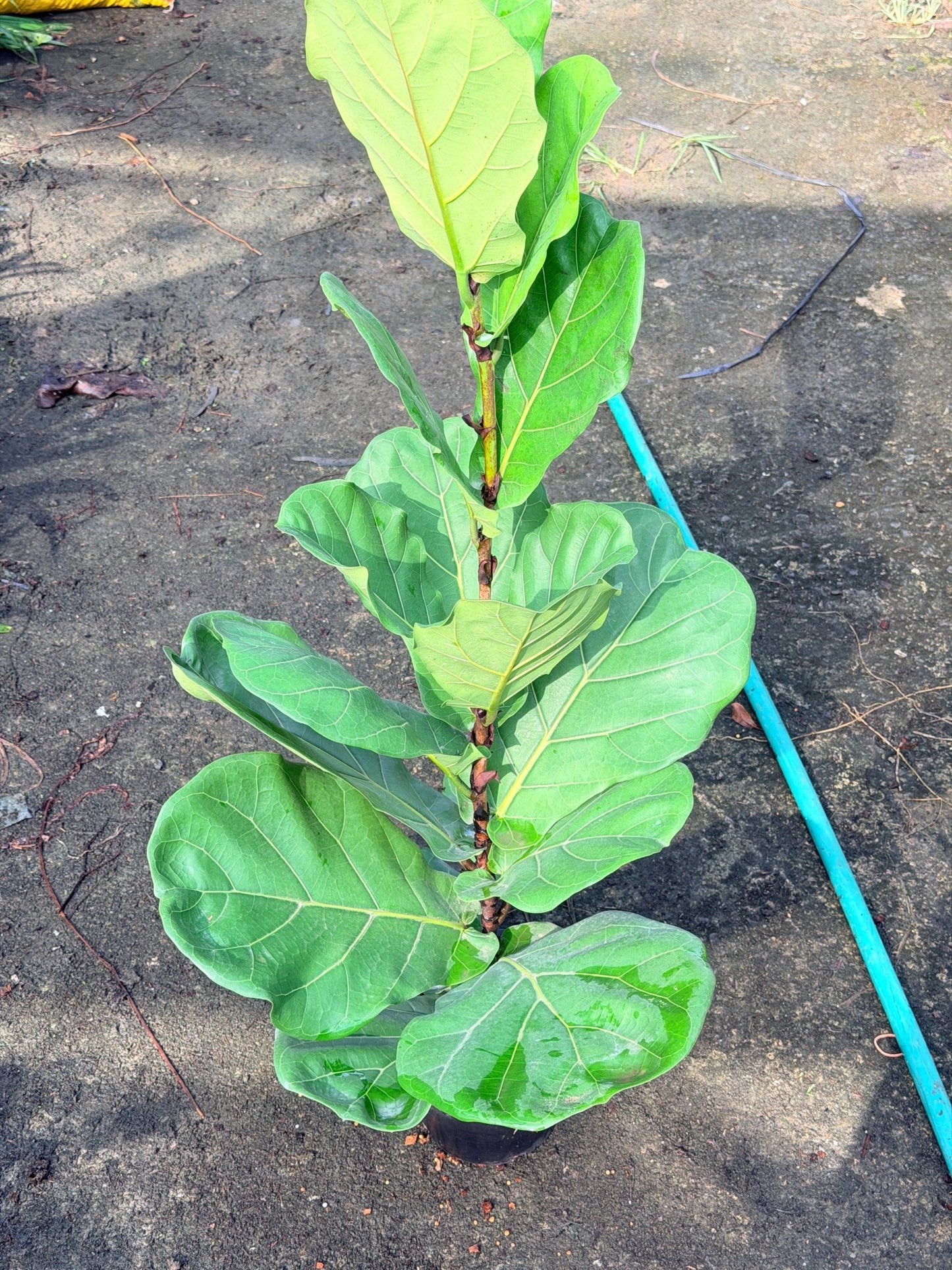 ไทรใบสักใบใหญ่ กระถาง 8 นิ้ว - Pamathegardener