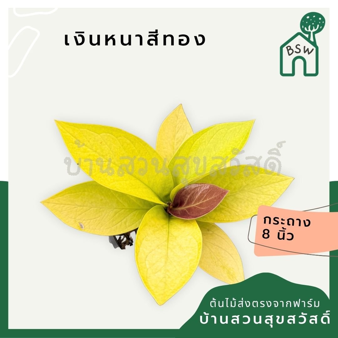 เศรษฐีเงินหนาสีทอง พร้อมกระถาง 8 นิ้ว - Pamathegardener