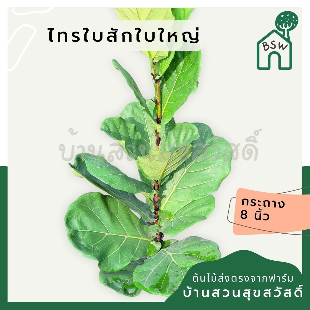 ไทรใบสักใบใหญ่ กระถาง 8 นิ้ว - Pamathegardener