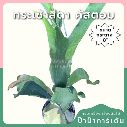กระเช้าสีดา คัสตั้ม กระถาง 8 นิ้ว - Pamathegardener