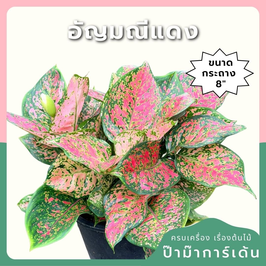 อัญมณีแดง 8 นิ้วฟอร์มกอ - Pamathegardener