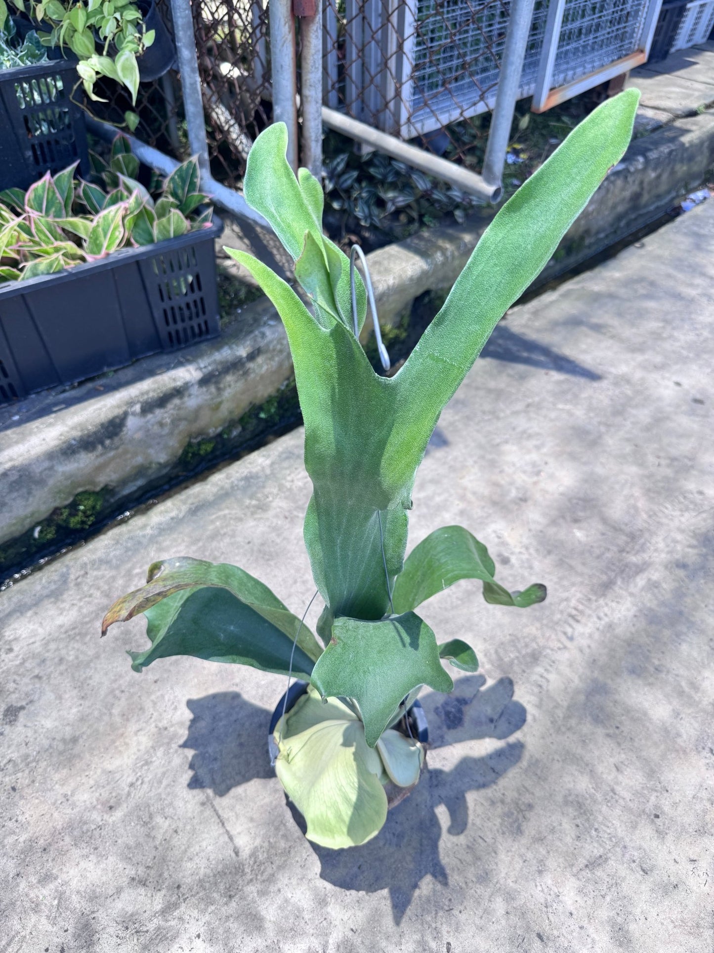 กระเช้าสีดา คัสตั้ม กระถาง 8 นิ้ว - Pamathegardener