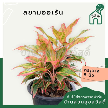 สยามออเร้น 8 นิ้วฟอร์มกอ อโกลนีม่า - Pamathegardener