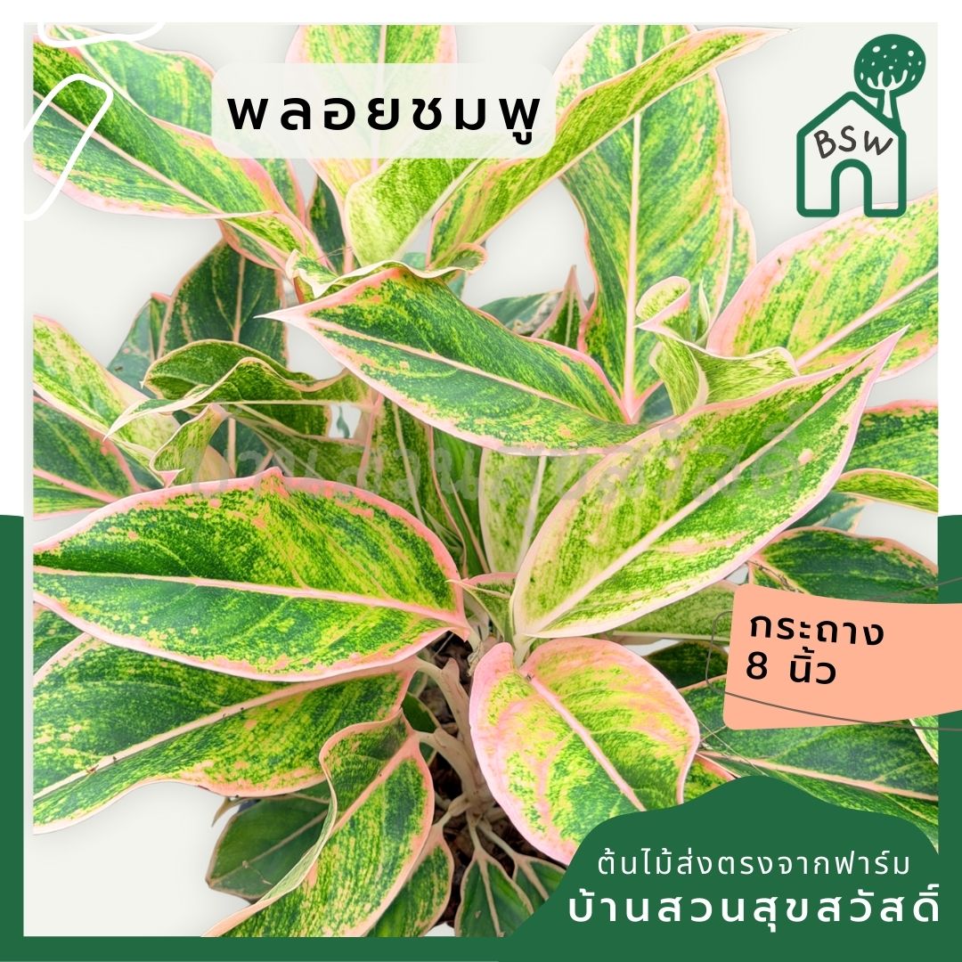 พลอยชมพู 8 นิ้วฟอร์มกอ อโกลนีม่า - Pamathegardener