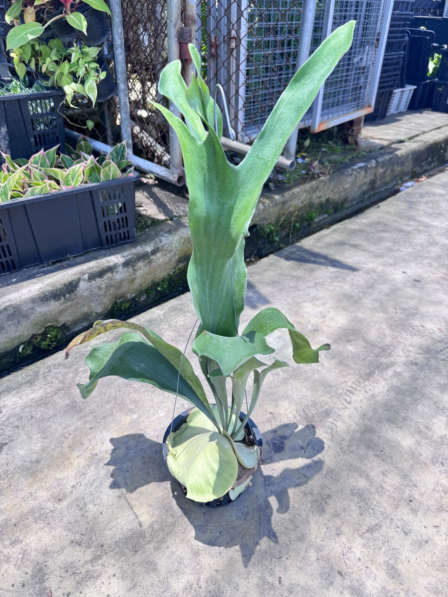 กระเช้าสีดา คัสตั้ม กระถาง 8 นิ้ว - Pamathegardener