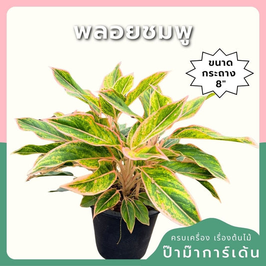 พลอยชมพู 8 นิ้วฟอร์มกอ อโกลนีม่า - Pamathegardener