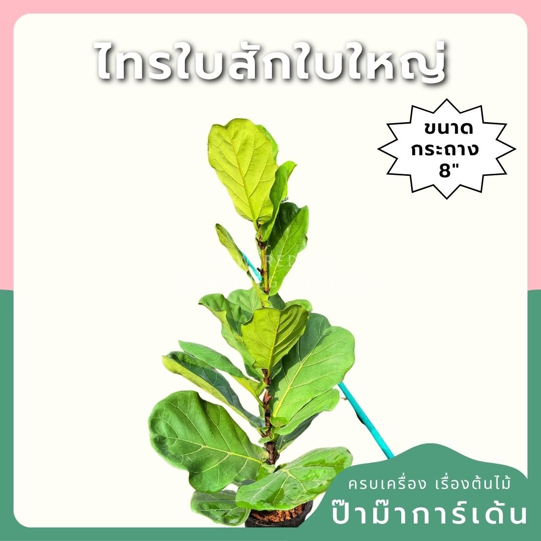 ไทรใบสักใบใหญ่ กระถาง 8 นิ้ว - Pamathegardener