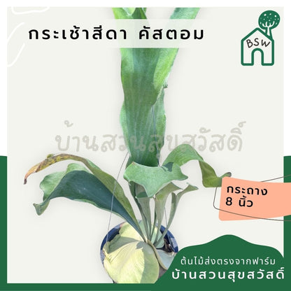 กระเช้าสีดา คัสตั้ม กระถาง 8 นิ้ว - Pamathegardener
