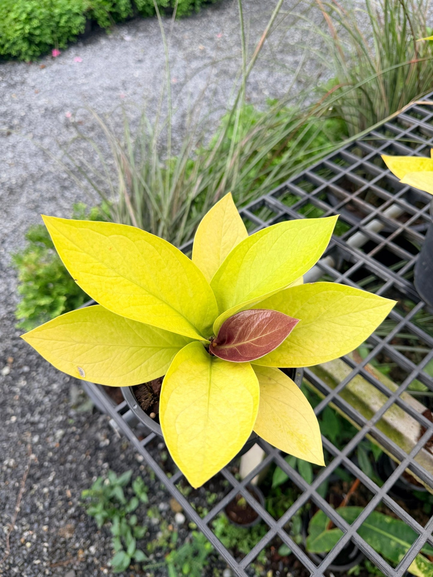 เศรษฐีเงินหนาสีทอง พร้อมกระถาง 8 นิ้ว - Pamathegardener