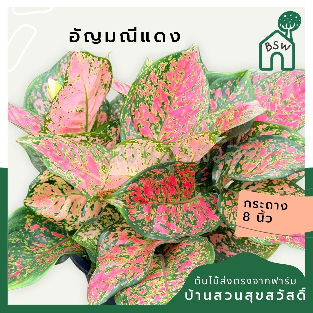 อัญมณีแดง 8 นิ้วฟอร์มกอ - Pamathegardener