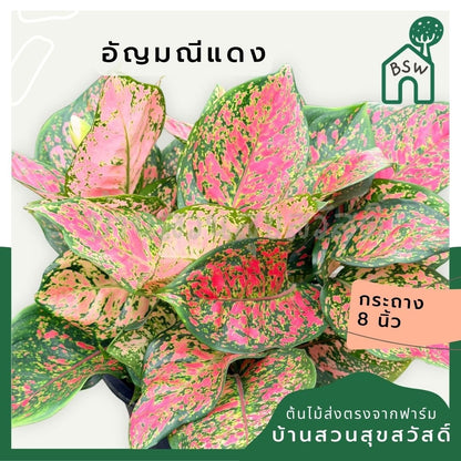 อัญมณีแดง 8 นิ้วฟอร์มกอ - Pamathegardener
