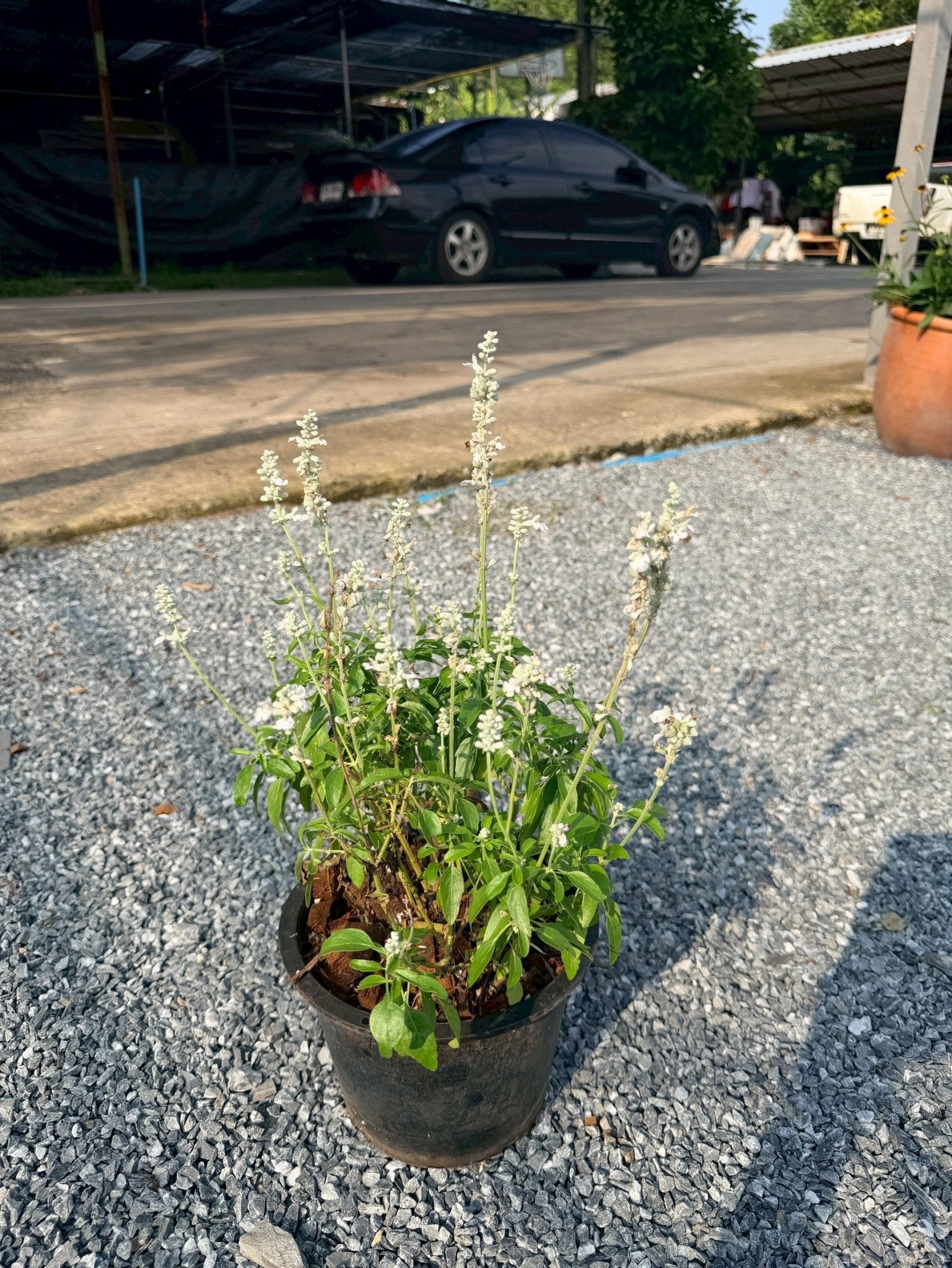 ซัลเวีย บาเดรี 8 นิ้ว (Salvia Barre) - Pamathegardener