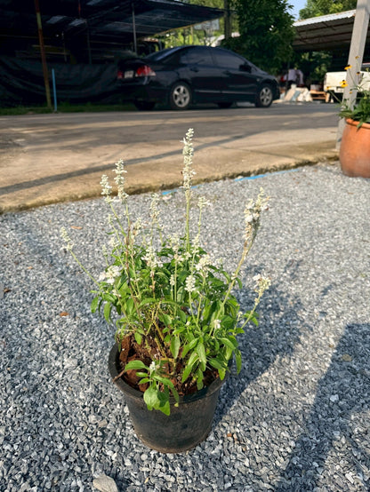 ซัลเวีย บาเดรี 8 นิ้ว (Salvia Barre) - Pamathegardener